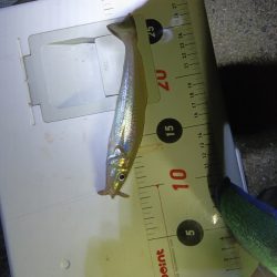 苅屋海岸のキス釣り