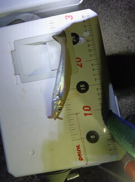 苅屋海岸のキス釣り