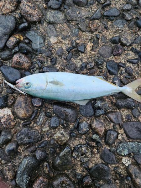 盆の釣り　1日目