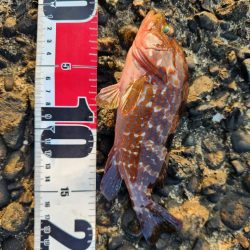 盆の釣り　2日目