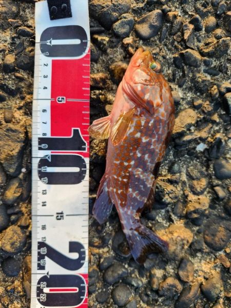 盆の釣り　2日目