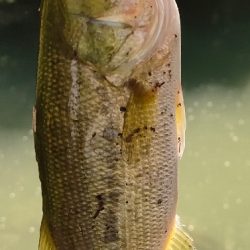 チャビングでまさかのゲスト