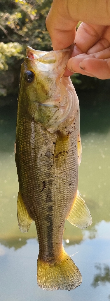 チャビングでまさかのゲスト