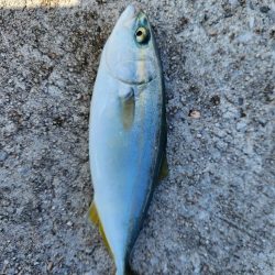 盆の釣り　3日目