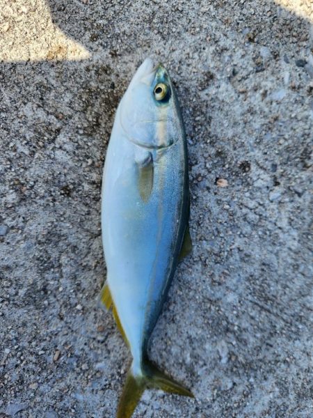 盆の釣り　3日目