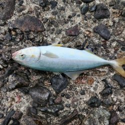 盆の釣り 4日目