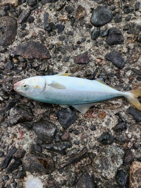 盆の釣り 4日目