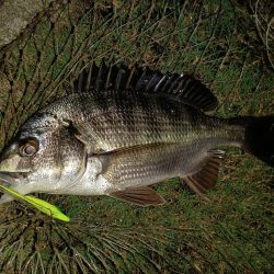 久しぶり釣行でチヌ2尾