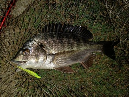 久しぶり釣行でチヌ2尾