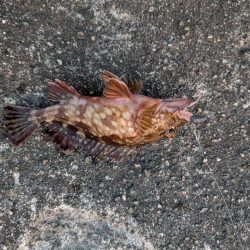 テールピロピロ