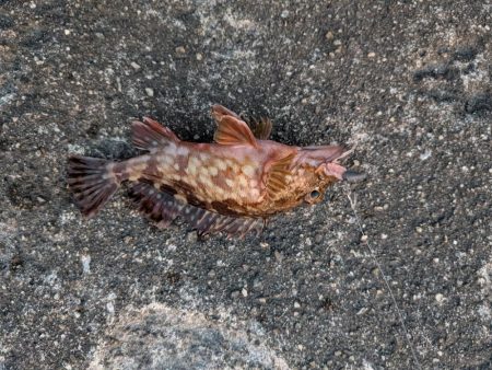 テールピロピロ