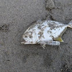 久しぶりのアイツ