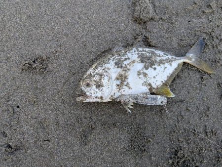 久しぶりのアイツ