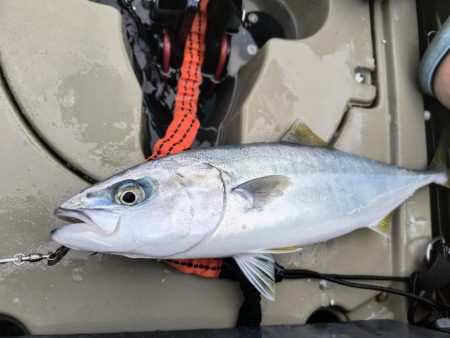 カヤックフィッシングで五目達成