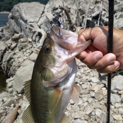 ディープから2本