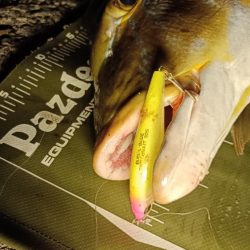 ヒラスズキの湧く堤防でモンスターと遭遇!