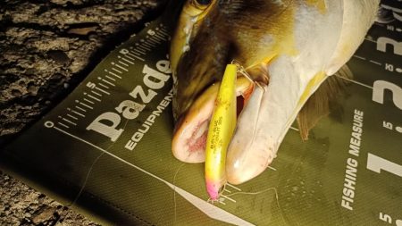 ヒラスズキの湧く堤防でモンスターと遭遇!