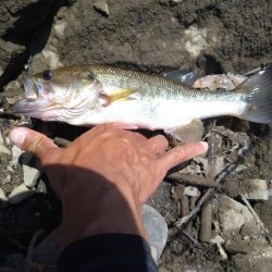 ディープから2本