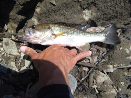 ディープから2本