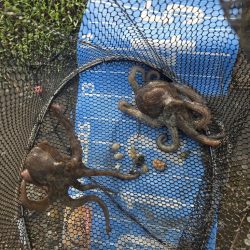 暑さに負けず🥵紀州釣り🥵