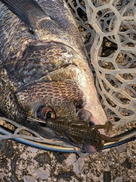 広島チニング昼チヌトップ、夜敷石ネチネチニング