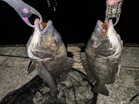 自作ペンシルでチヌトップ→ナイト敷石ダッドフィーバー