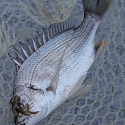 広島チニング棚部会!