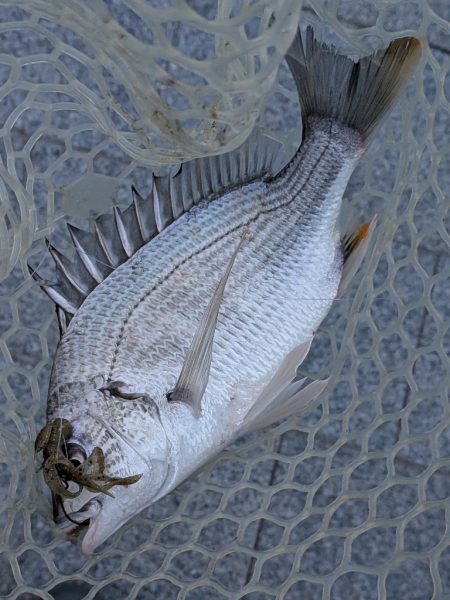 広島チニング棚部会!