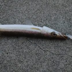 ライトジギング