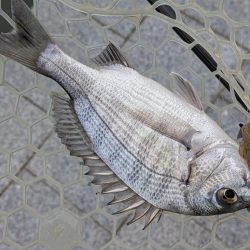 広島チニング小型のバイトに後輩リグ！