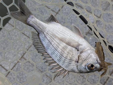 広島チニング小型のバイトに後輩リグ！