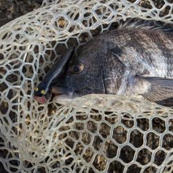 広島チニングイベント&自作ルアーでチヌトップ