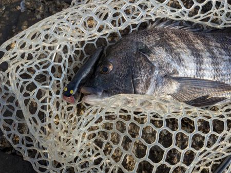 広島チニングイベント&自作ルアーでチヌトップ