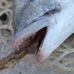 広島チニング九州の凄腕をガイド