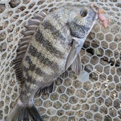 広島短時間下見チニング