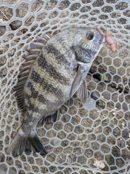 広島短時間下見チニング