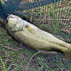 アジングタックルで家前fishing！