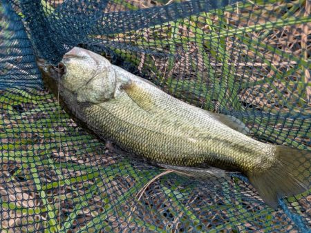 アジングタックルで家前fishing！