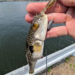 広島チニング〜チビレ地獄を求めて〜