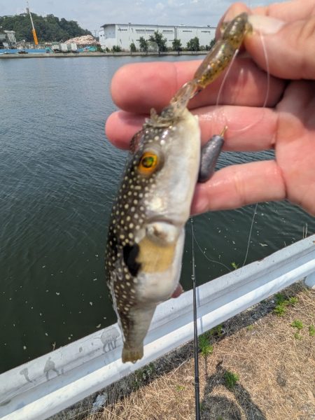 広島チニング〜チビレ地獄を求めて〜