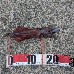 暑さより熱さが欲しい