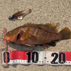 アオリ厳しくアコウゲーム