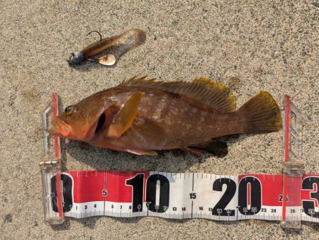 アオリ厳しくアコウゲーム