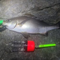 釣りすぎは良くないので帰る