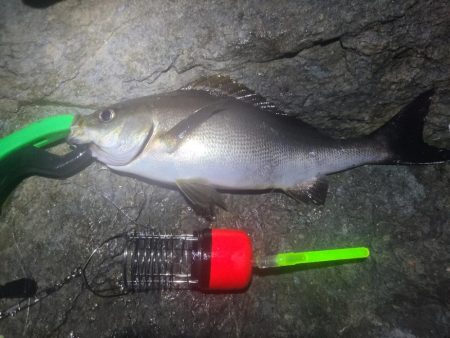 釣りすぎは良くないので帰る