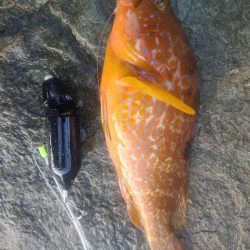 ｲﾉｼｼ遭遇、釣りは渋い、汗だく