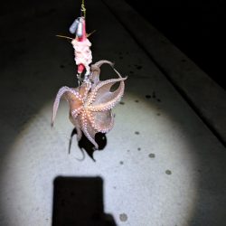 妻、マダコ初ゲット