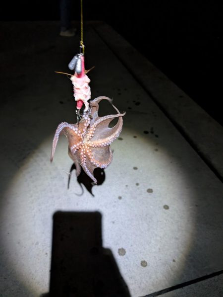 妻、マダコ初ゲット