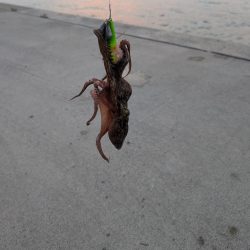 マダコ　ツ抜けならず