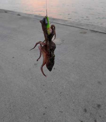 マダコ　ツ抜けならず